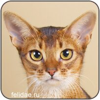  /Abyssinian (ABY)